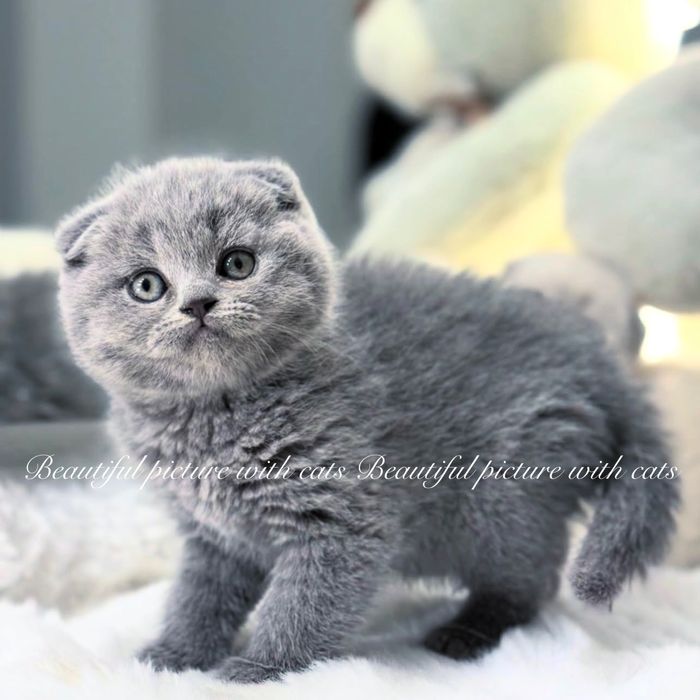 Класнючі кошенята