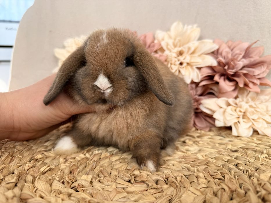 HODOWLA królików mini lop ! Przepiękne rasowe maluszki miniaturki