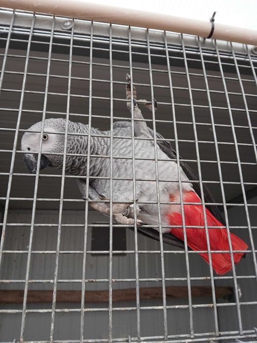 casal de papagaios cinzentos