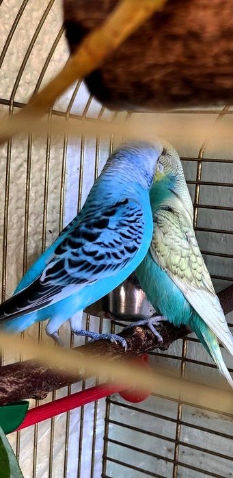 Клетки. Пара попугаев!