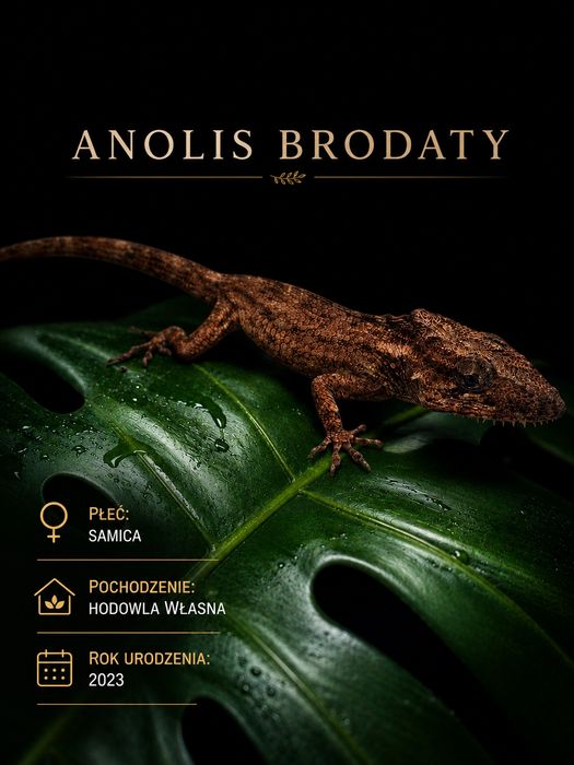 Anolis brodaty - samica
