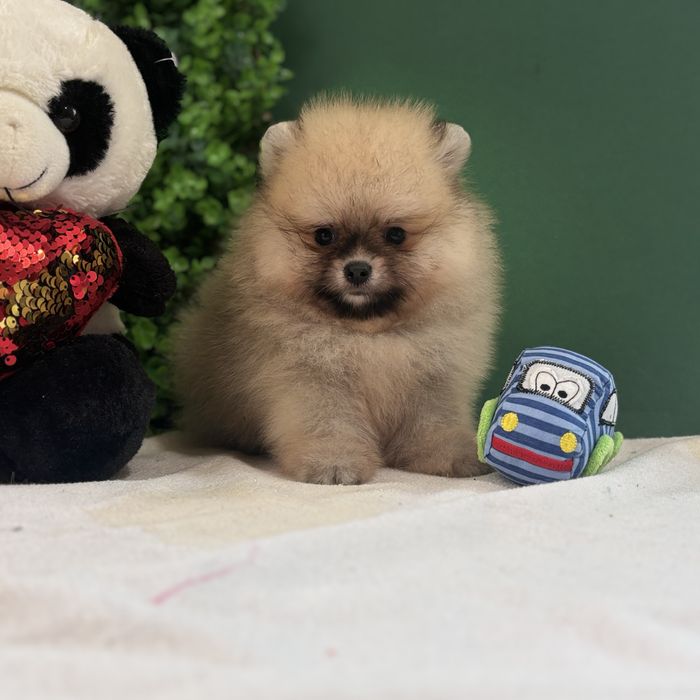 ляльковий Ведмедик шоу классу