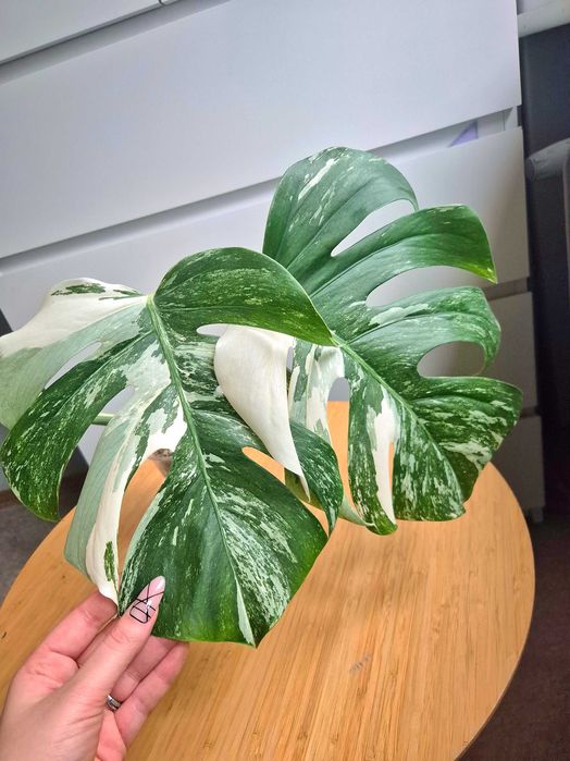 Monstera Variegata ukorzeniony szczyt w lechuzie