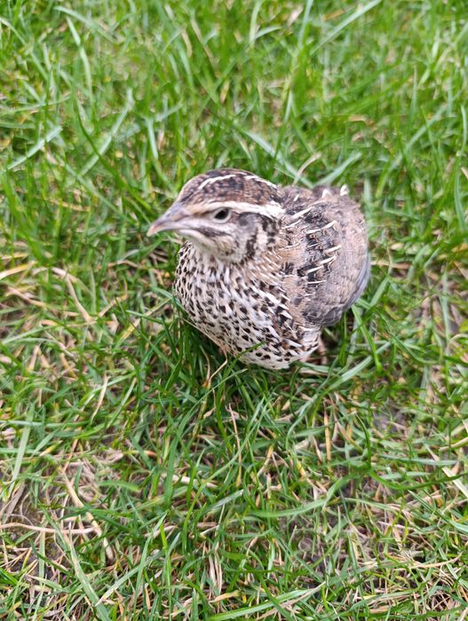 Przepiórki Japońskie kurka 15 Kogut 6