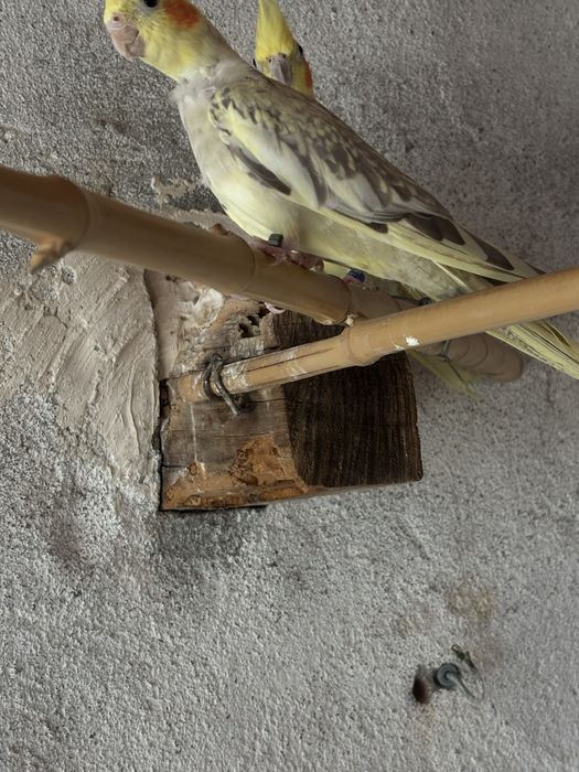 Vendo 3 caturas