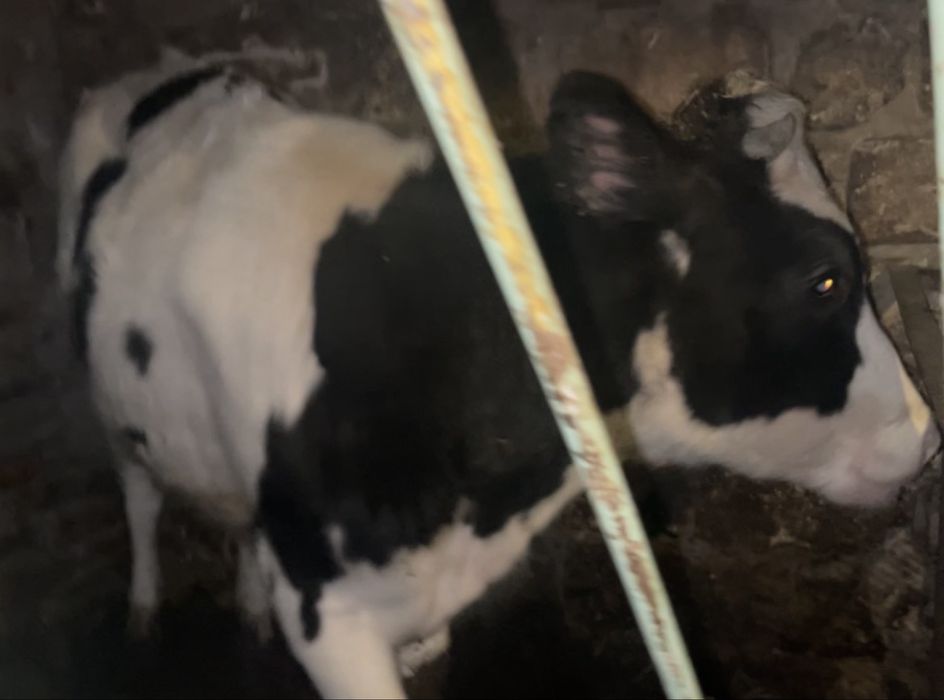 Продається 2 тільні корови та Теличка