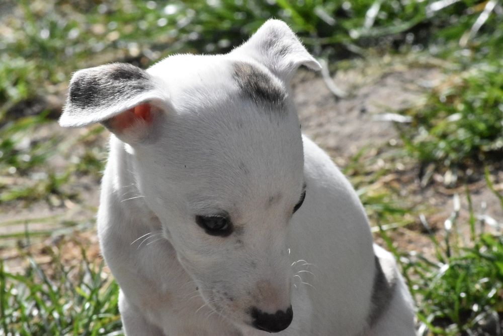 Chart angielski whippet suczka ZKwP FCI