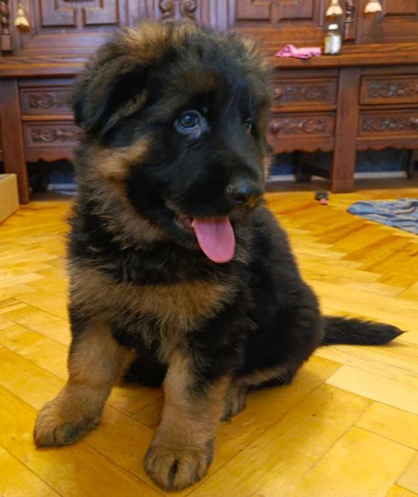 Owczarek niemiecki FCI długowłosy