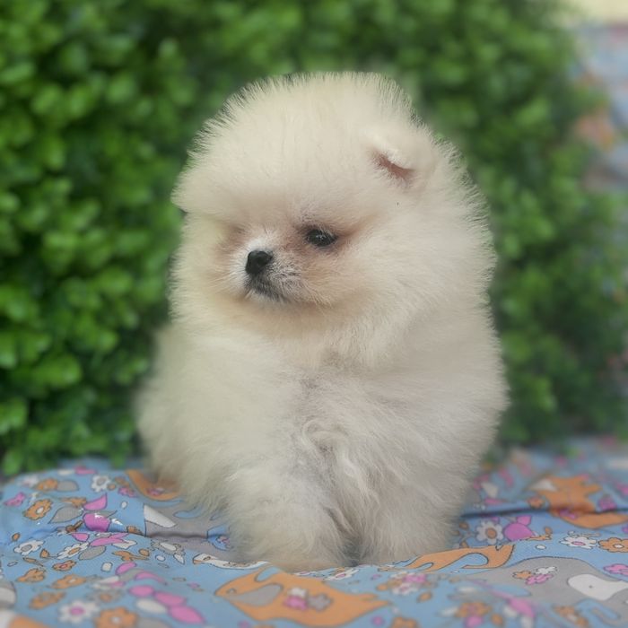 ведмедик шоу класу хлопчик