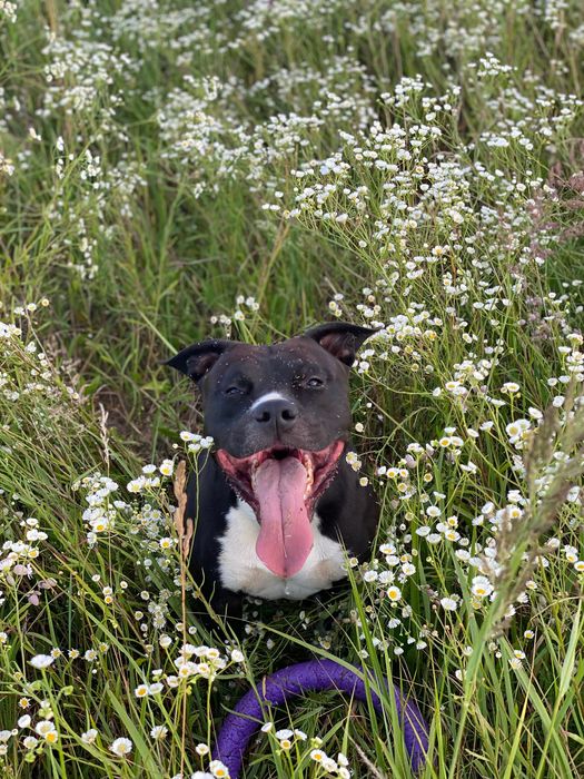 Вʼязка амстафф. Кобель шукає дівчинку