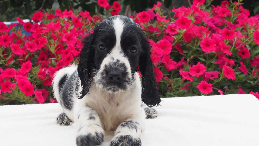Cocker spaniel angielski