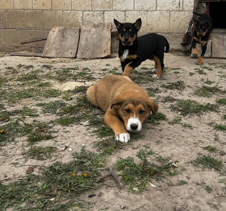 3 szczeniaki do oddania w dobre ręce!