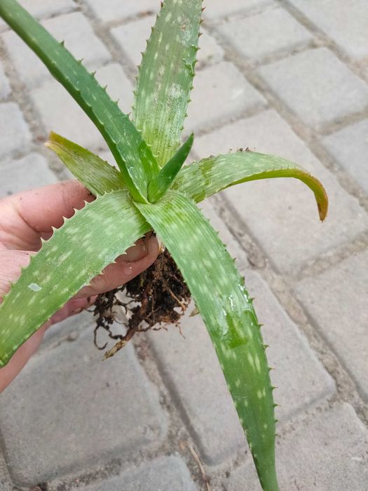 сукуленти кактус алоє вєра композиція флораріум