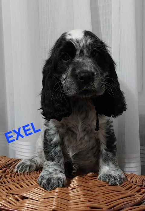 Cocker Spaniel Angielski  piesek