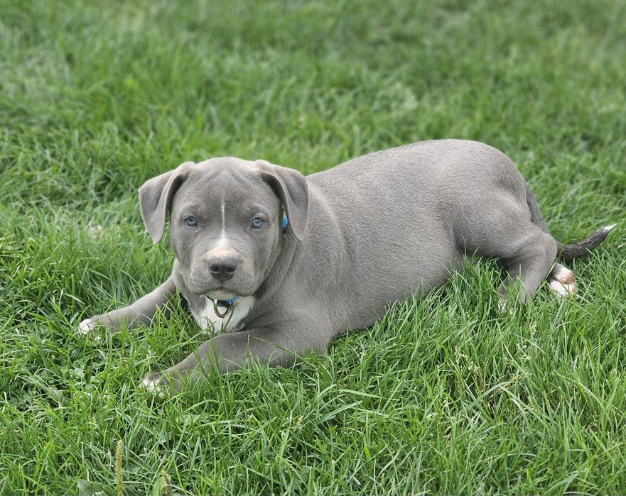 Piękny piesek american bully xl