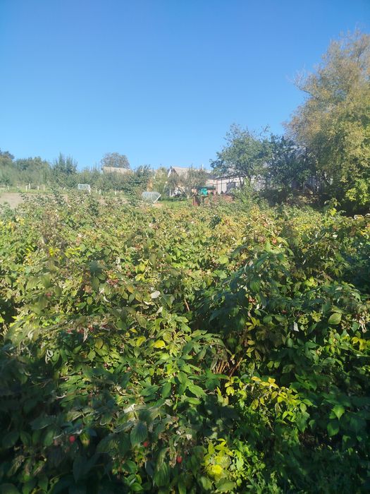 Продаємо саджанці малини.  Ремонтантна,  Літня,Тібецька.