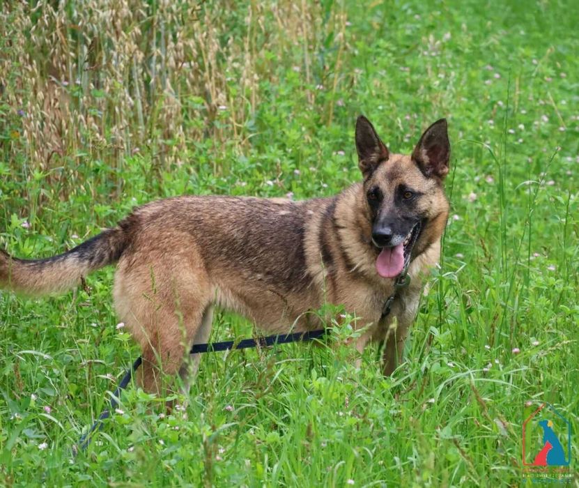 Energiczna i oddana w typie owczarka belgijskiego, 4 lata - do adopcji