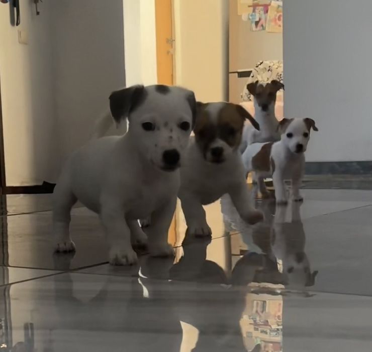 Цуценята Джек Рассел тер'єр