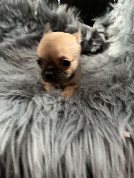 Chihuahua piesek