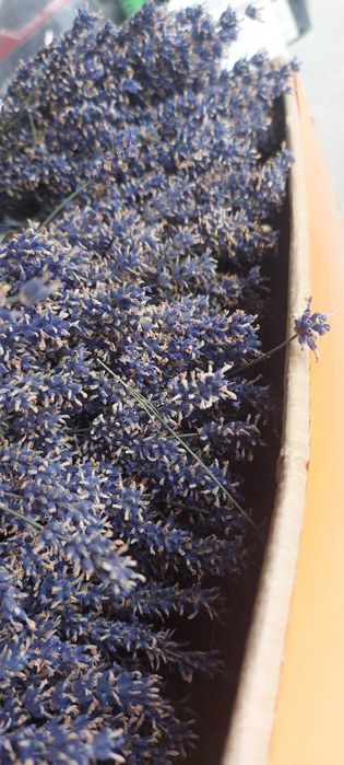 Suszona lawenda 100 g