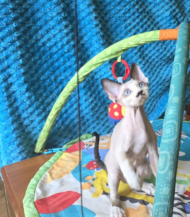 Kocurek niebieskooki Devon rex