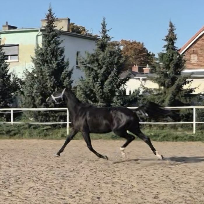 Przyszłościowy 2,5 letni ogier DIABLUE PS