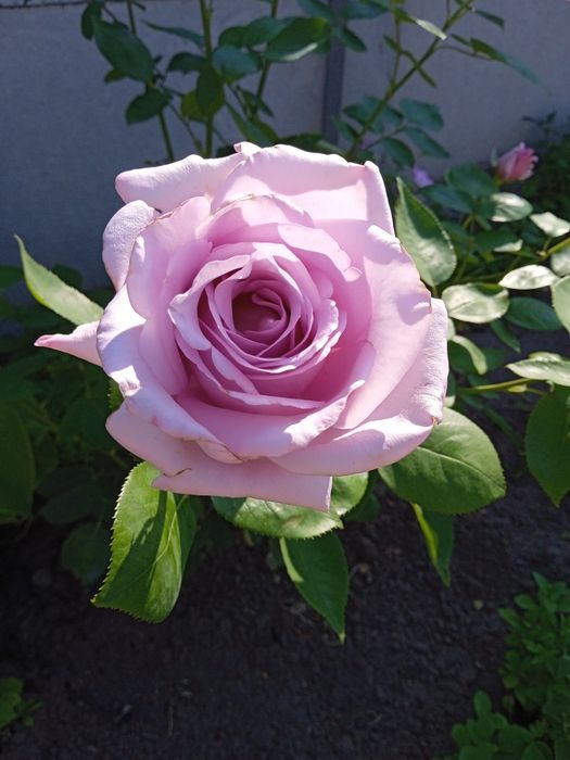 Саджанці троянд .