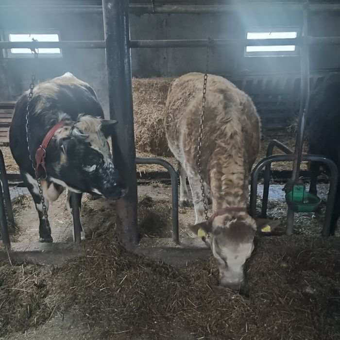 Jałówki cielne mięsne