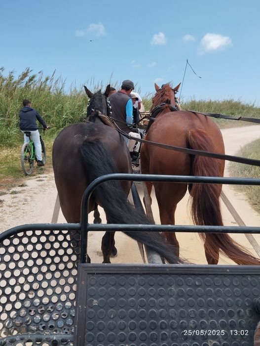 Cavalo lazão para venda