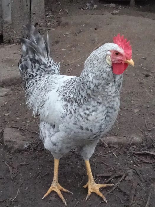 БІРКІВСЬКА БАРВИСТА  Продаю інкубаційні яйця курей несучок