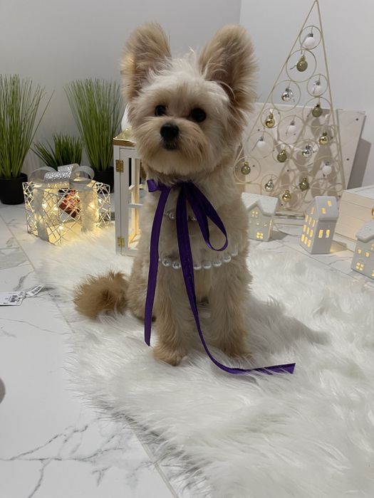 Помапу  чарівні крихітки чекають на вас