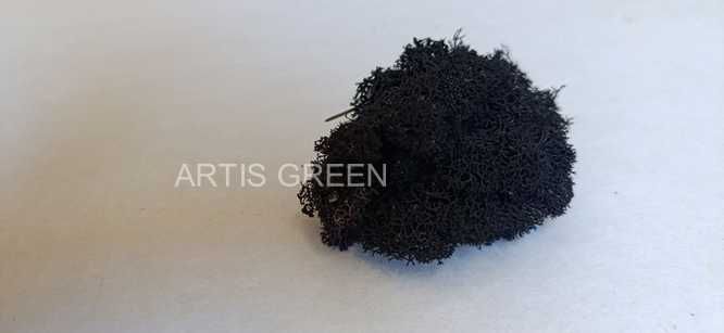 Знижка 50% Чорний Мох стабілізований. АКЦІЯ