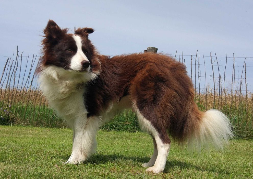 Reproduktor - Krycie - Border Collie - Sprzedaż Nasienia - Różne Maści