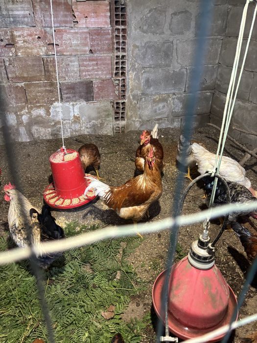 Frangos caseiros