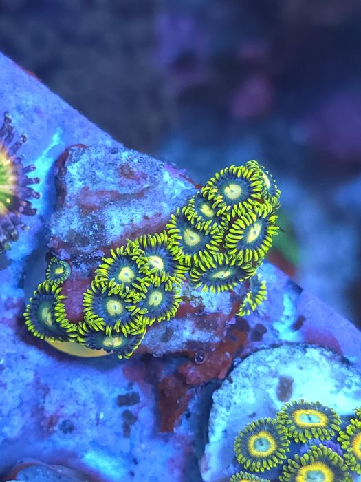 Corais agua salgada frags de zoas