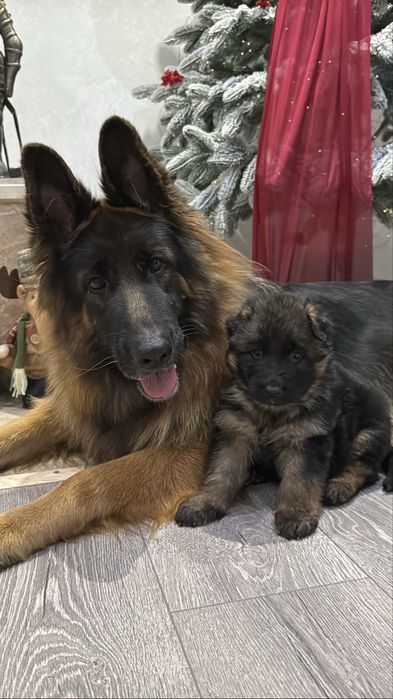 Цуценята німецької вівчарки КСУ
