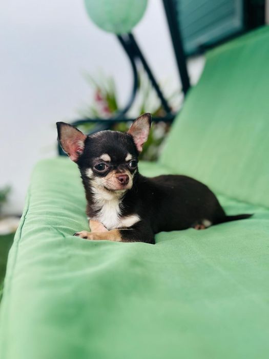 Chihuahua chocolate macho