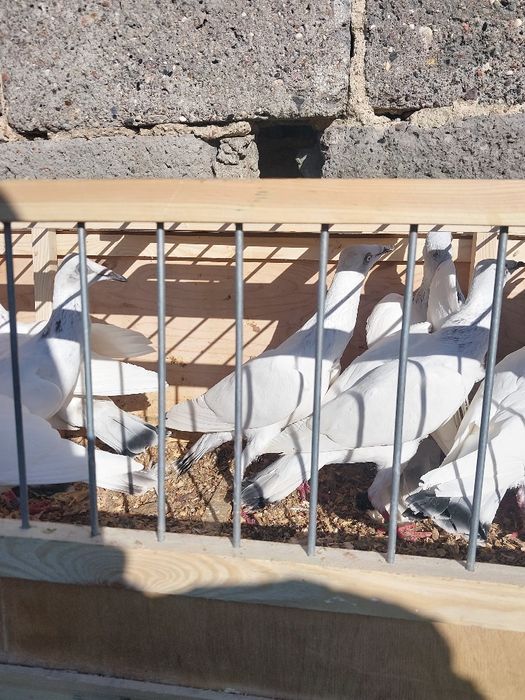 Sprzedam gołębie jasne skladowe