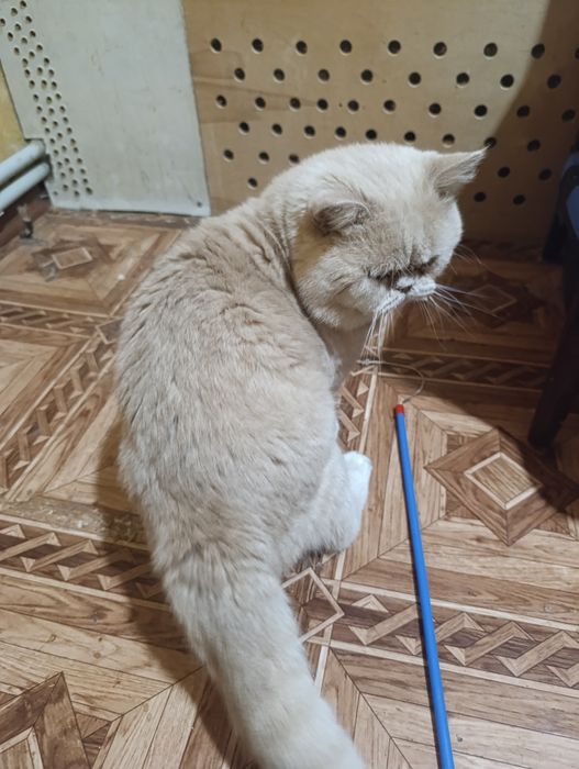 Шотландский скоттиш страйт Крема