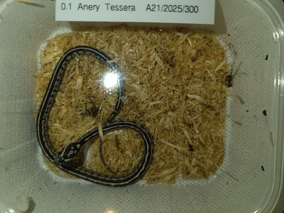 Węże zbożowe wąż