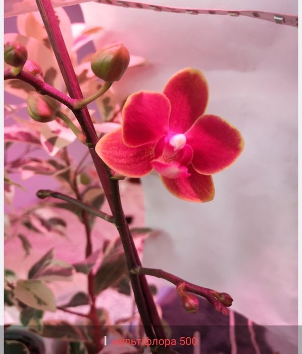 Домашні орхідеї сортові
