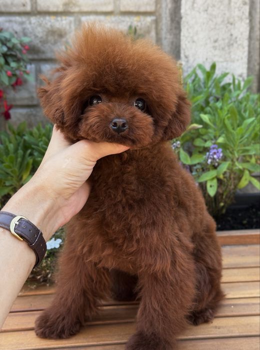 Дівчинка той пудель китай