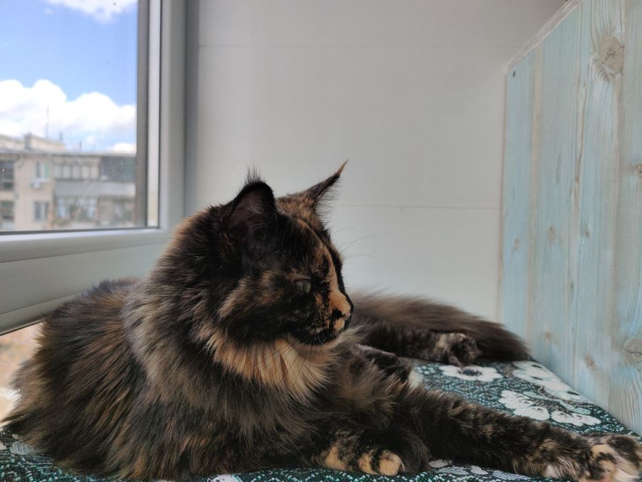 Черепаховая кошка Мейн Кун.