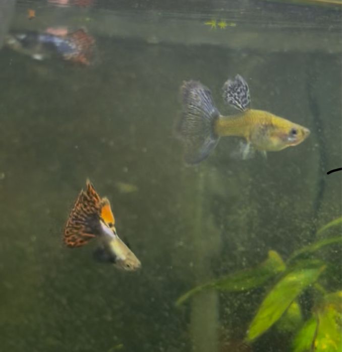 Guppy Dumbo Red Mosaic (casal)