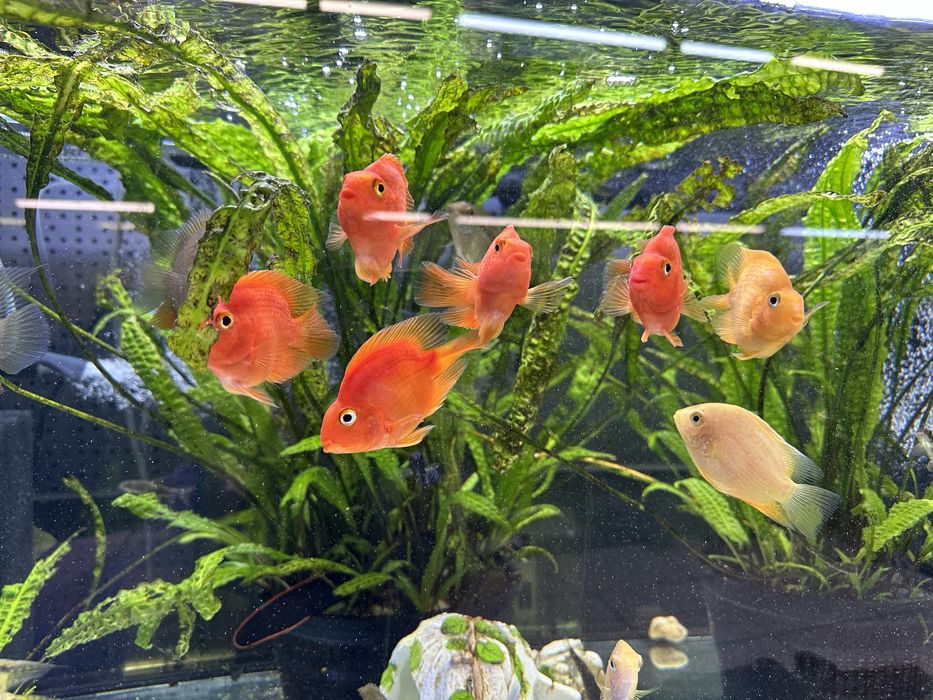 Pielegnica papuzia red czerwona - SABA