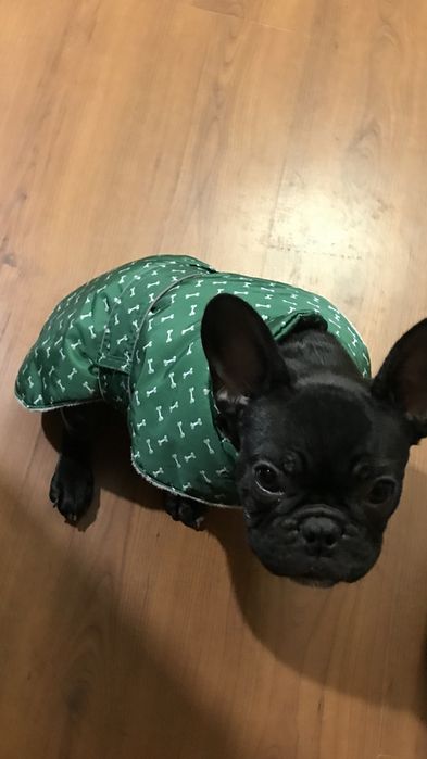 Одежда для щенка