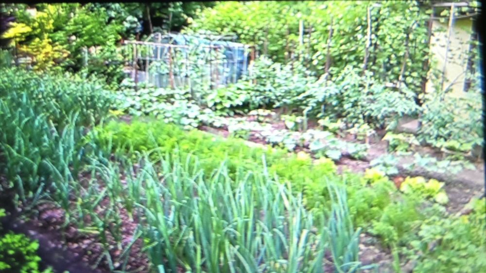 ROD "Zacisze Leśne" Wilkanowo