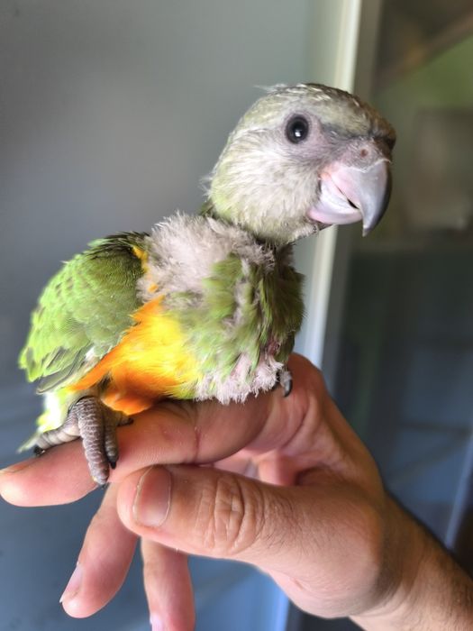 Papagaio Senegal femea Vesteri