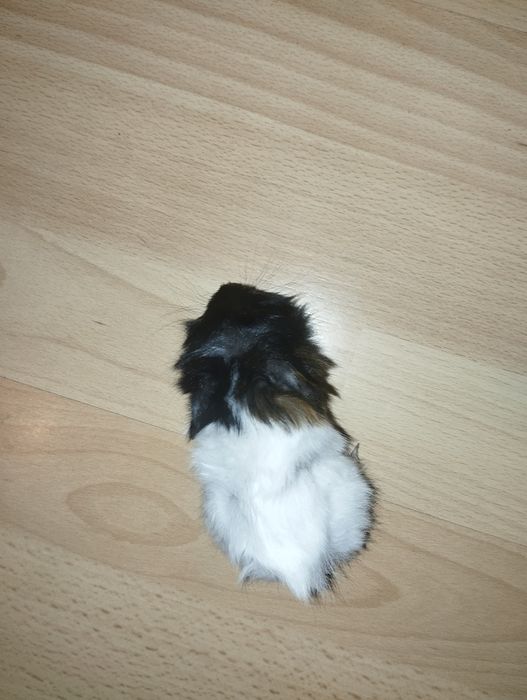 Świnki   Morskie