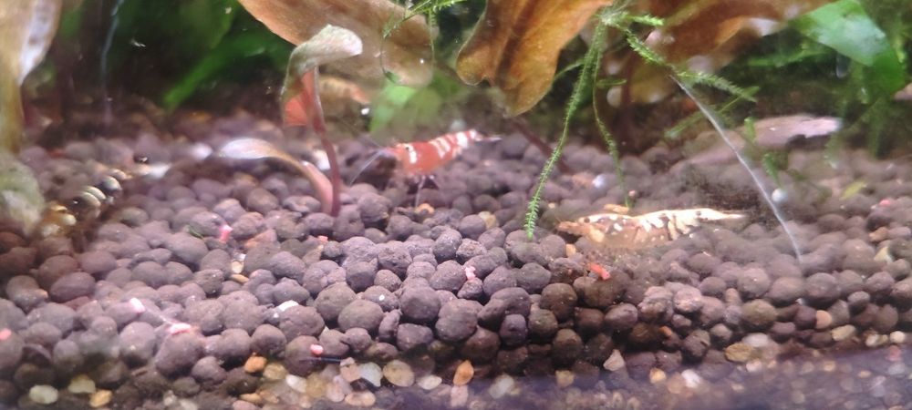 Krewetka Neocaridina Davidi